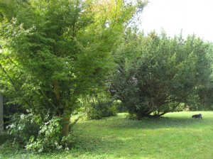 The trees in our backyard, as seen from my studio