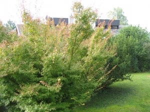 The same tree as seen from my balcony