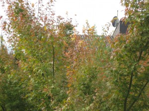 The first sign of autumn colors right off my balcony!