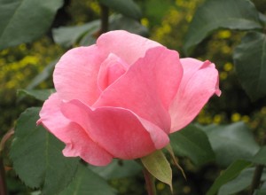 Pink perfection, growing by the side of the road.