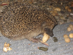 Hedgehogs love peanuts!