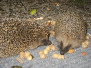 Two adorable critters at my back door!