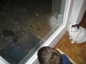 Andrew and Poppy observing the hedgehogs through the door.