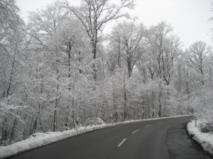 The woods near our home appear magical and mystical!