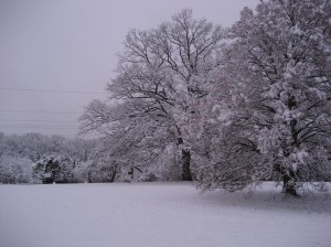 The lovely park across from our house.