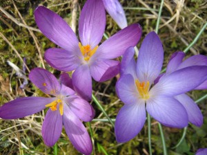 Notice the subtle differences in the shades of purple. Glorious! I feel truly inspired to create a quilt with the colors from this particular photo.