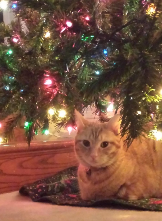 Toby and tree