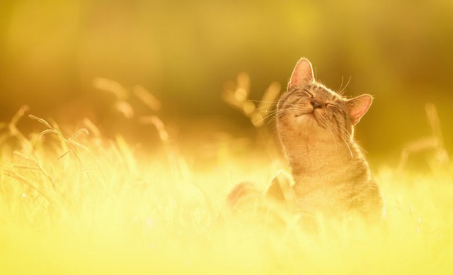 cat-sun-god-640x388